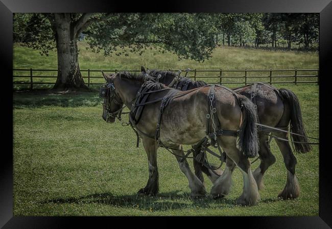 Working Horses Framed Print by Images of Devon