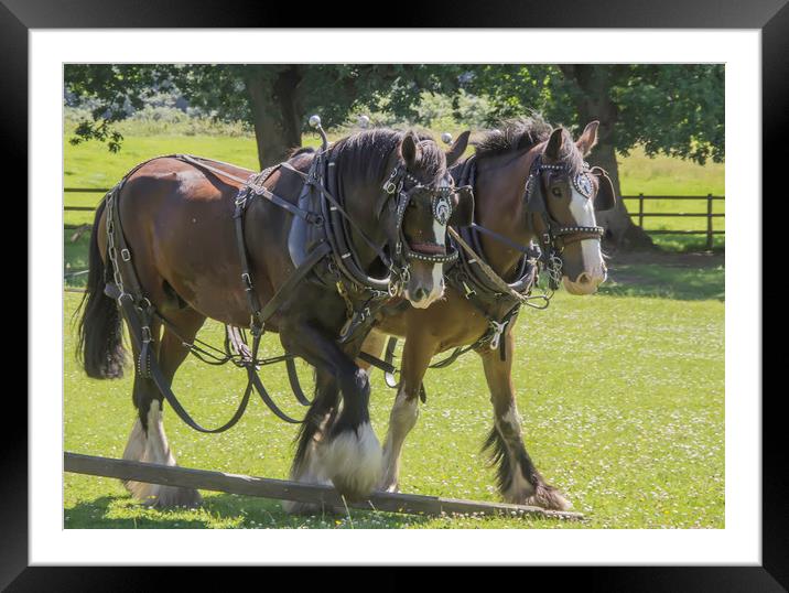 Real Horse Power Framed Mounted Print by Images of Devon