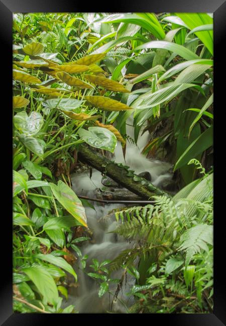 Rainforest waterfall Framed Print by Images of Devon