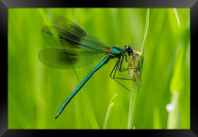 Mayfly Lunch Framed Print by Images of Devon