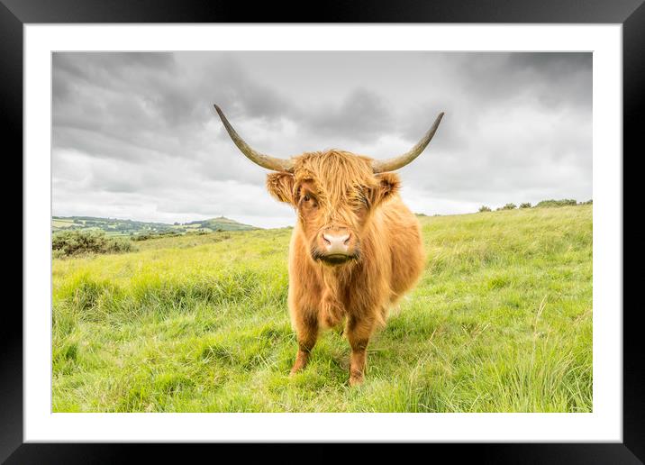 Dartmoor's Highland Cow Framed Mounted Print by Images of Devon