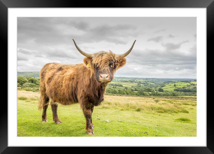 Highland Cow Framed Mounted Print by Images of Devon
