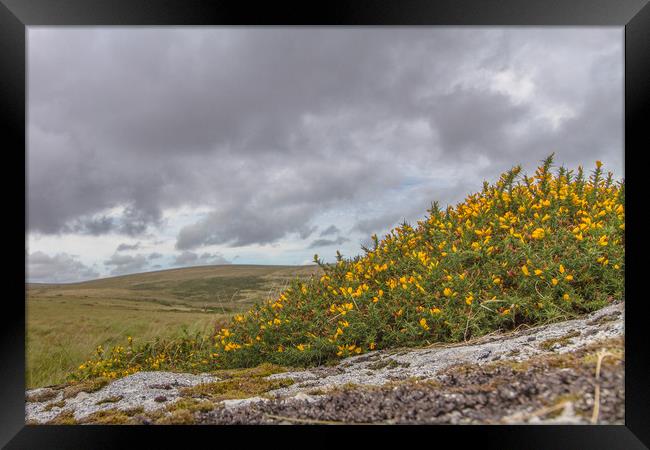 dartmoor national park Framed Print by Images of Devon