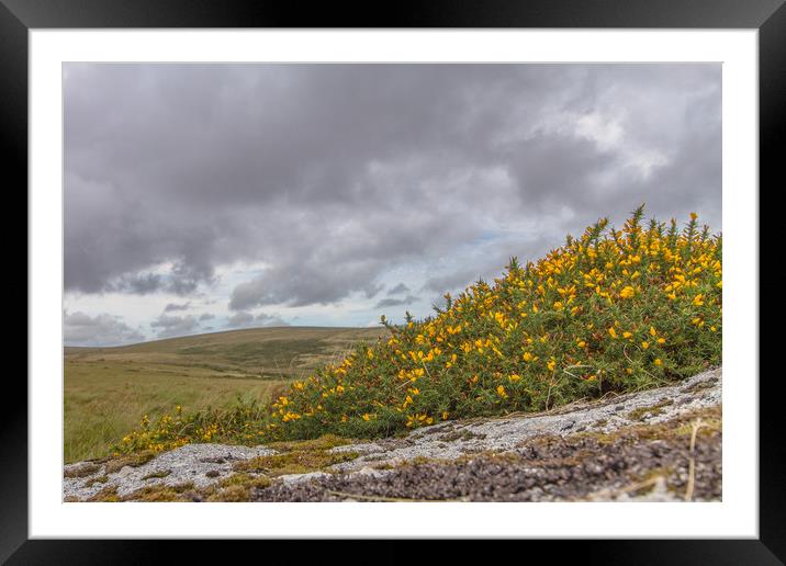 dartmoor national park Framed Mounted Print by Images of Devon
