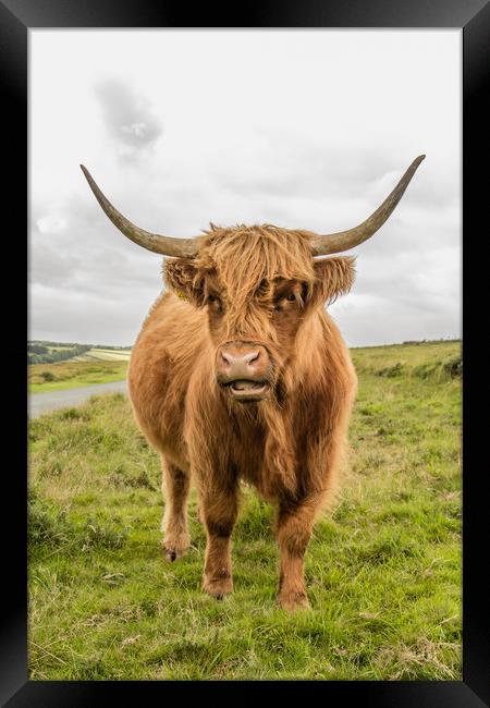 Dartmoor Highland Cattle Framed Print by Images of Devon