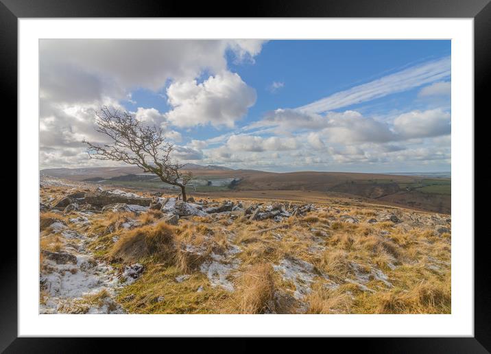 The lone Hawthorn tree Framed Mounted Print by Images of Devon