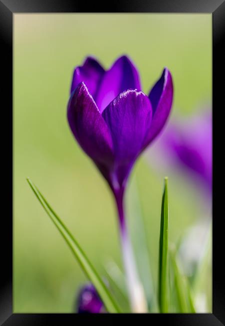 The Lone Crocus Framed Print by Images of Devon
