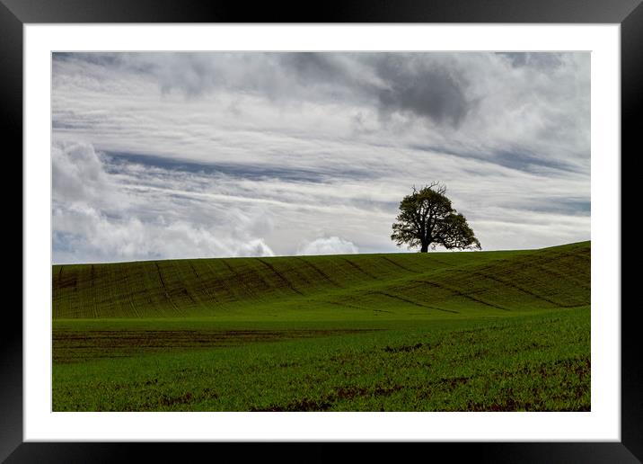 The Lone Tree Framed Mounted Print by Images of Devon