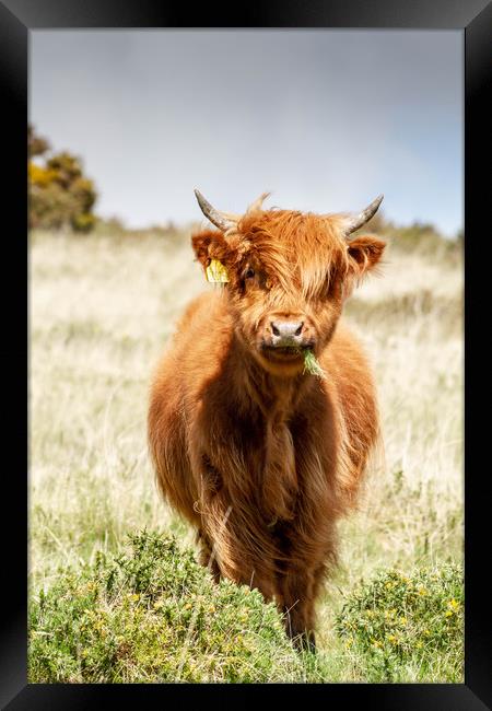 Beast of Dartmoor. Framed Print by Images of Devon