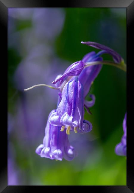 Isolated Bluebell Framed Print by Images of Devon
