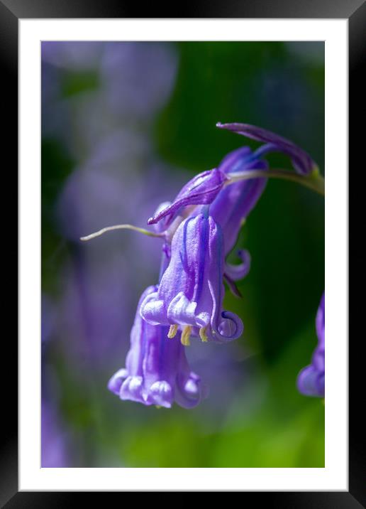 Isolated Bluebell Framed Mounted Print by Images of Devon