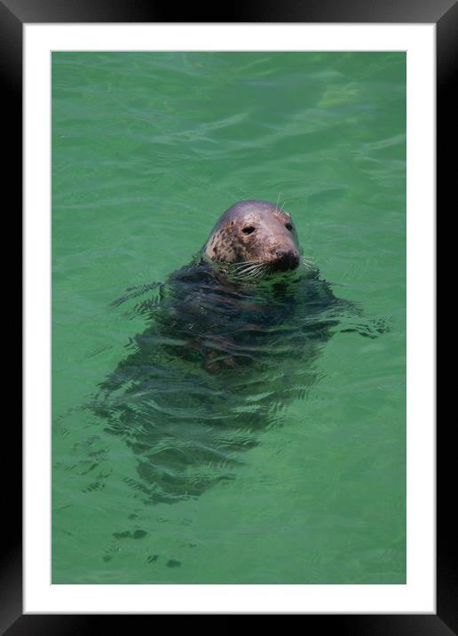 Grey Seal Framed Mounted Print by Images of Devon