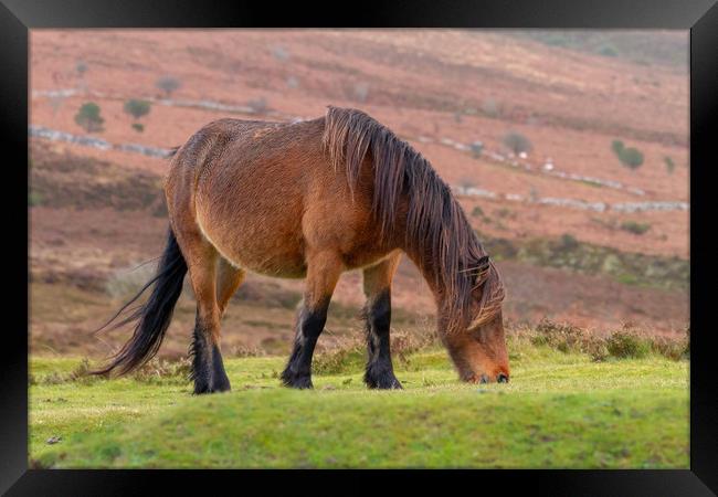 Dartmoor Pony Framed Print by Images of Devon
