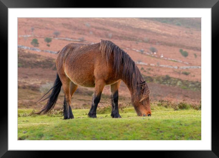 Dartmoor Pony Framed Mounted Print by Images of Devon