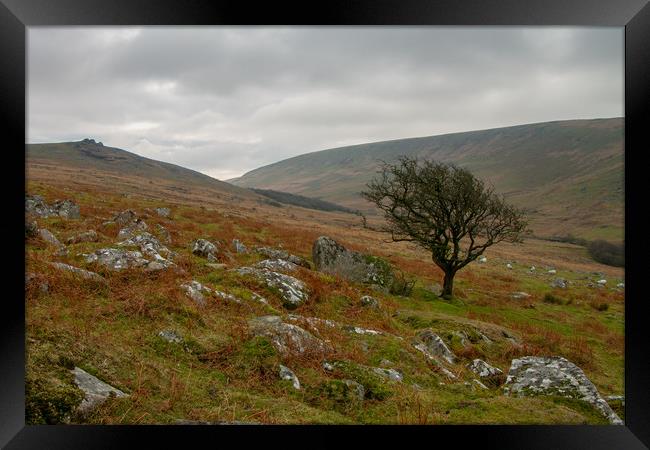 Black Tor and Black-a-tor copse Framed Print by Images of Devon