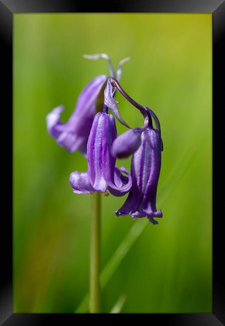 Springtime Bluebell Flower Framed Print by Images of Devon