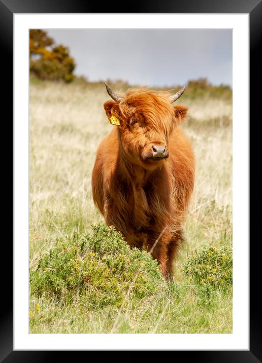 Highland Calf Framed Mounted Print by Images of Devon