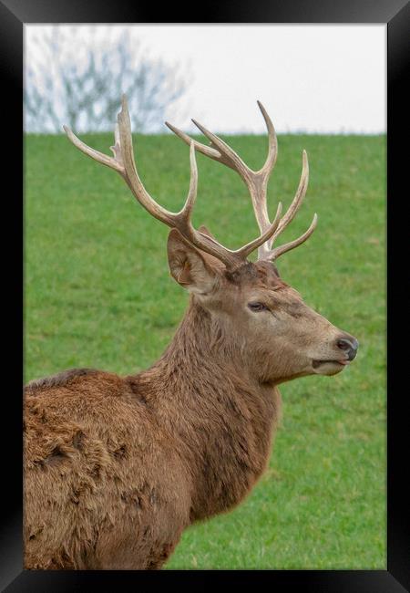 The red deer (Cervus elaphus) Framed Print by Images of Devon