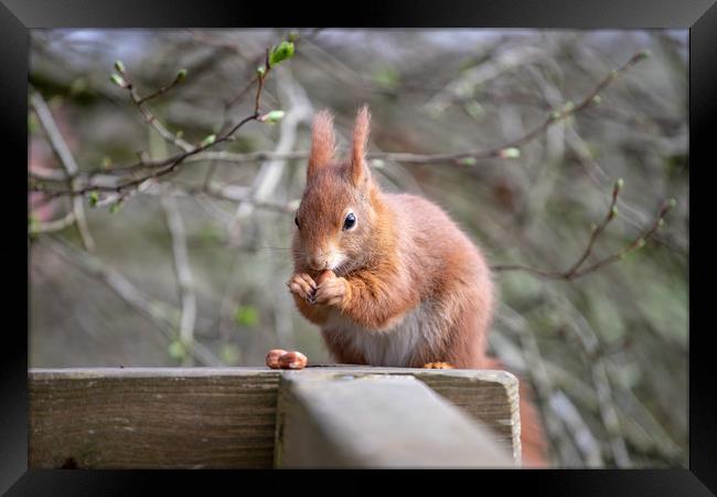 The Red Squirrel Framed Print by Images of Devon