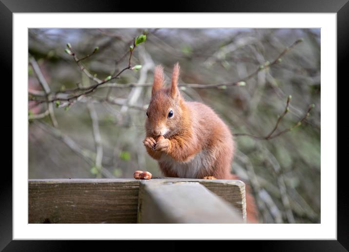 The Red Squirrel Framed Mounted Print by Images of Devon