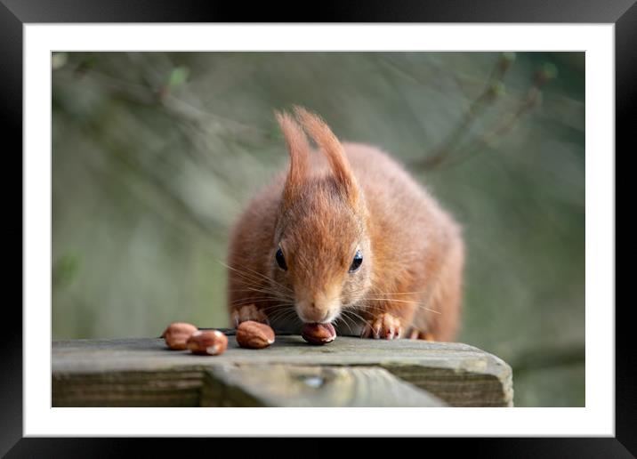 Look At My Nuts Framed Mounted Print by Images of Devon