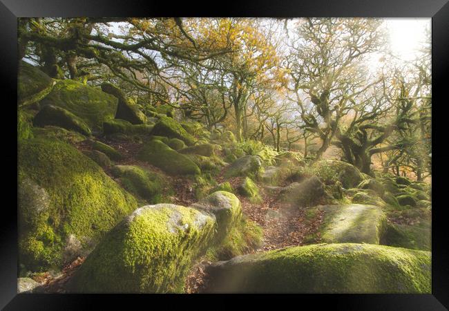 The Magical Wistmans Wood Framed Print by Images of Devon