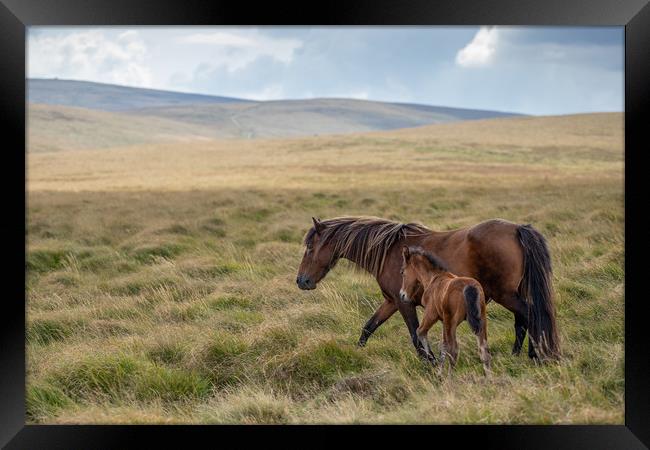 Mare and Foal on Dartmoor Framed Print by Images of Devon