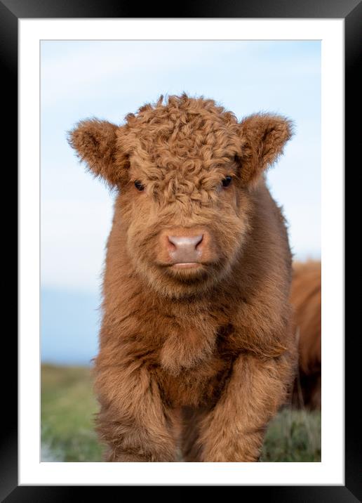 HIGHLAND CALF ON DARTMOOR NATIONAL PARK Framed Mounted Print by Images of Devon