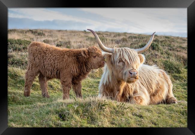 Highland calf with his mother Framed Print by Images of Devon