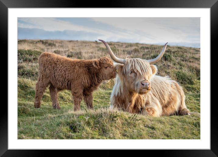 Highland calf with his mother Framed Mounted Print by Images of Devon