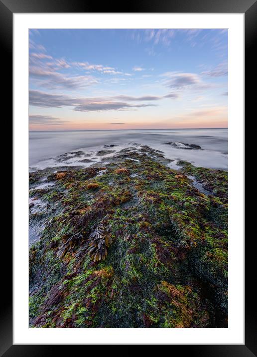 Seaweed and Sunset Framed Mounted Print by Images of Devon