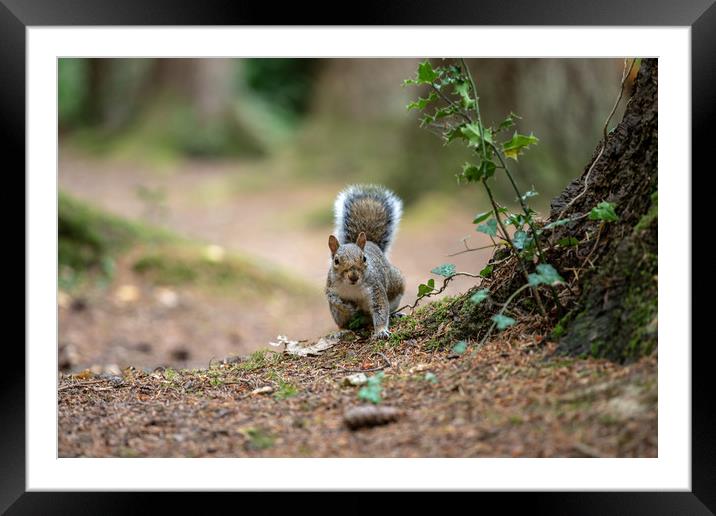 The Grey Squirrel Framed Mounted Print by Images of Devon