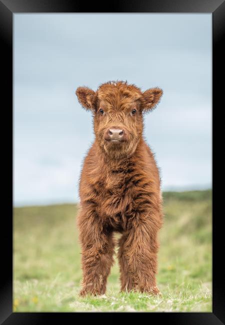 Highland calf on Dartmoor Framed Print by Images of Devon