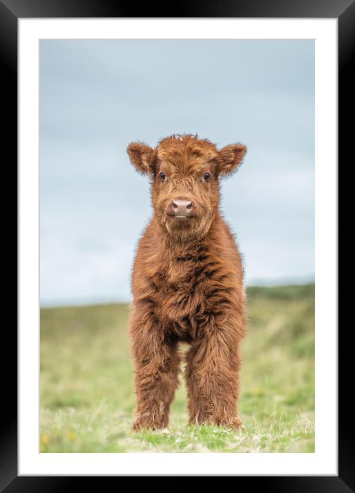 Highland calf on Dartmoor Framed Mounted Print by Images of Devon