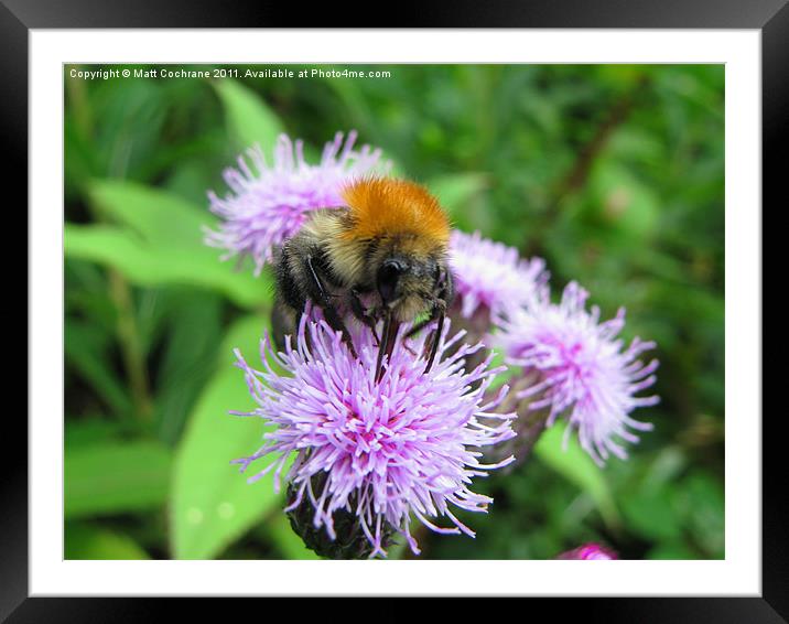 Bumble Bee Framed Mounted Print by Matt Cochrane