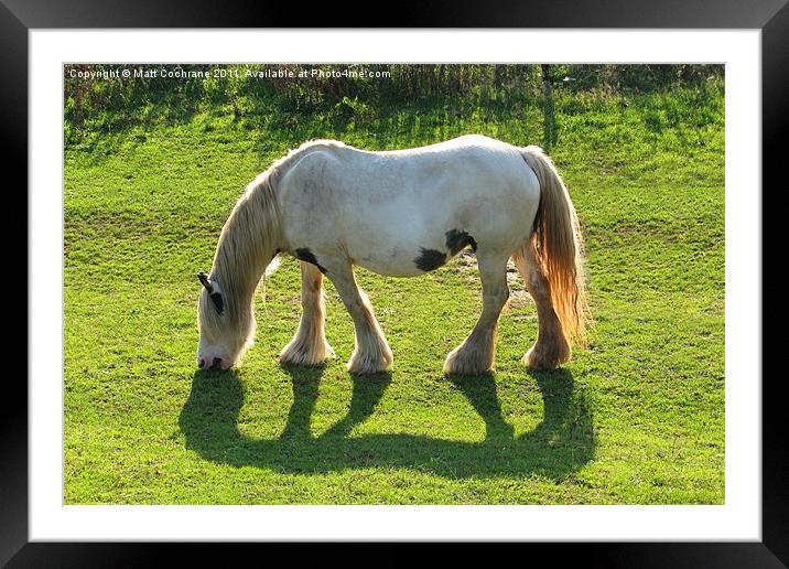 Sunshine Horse Framed Mounted Print by Matt Cochrane