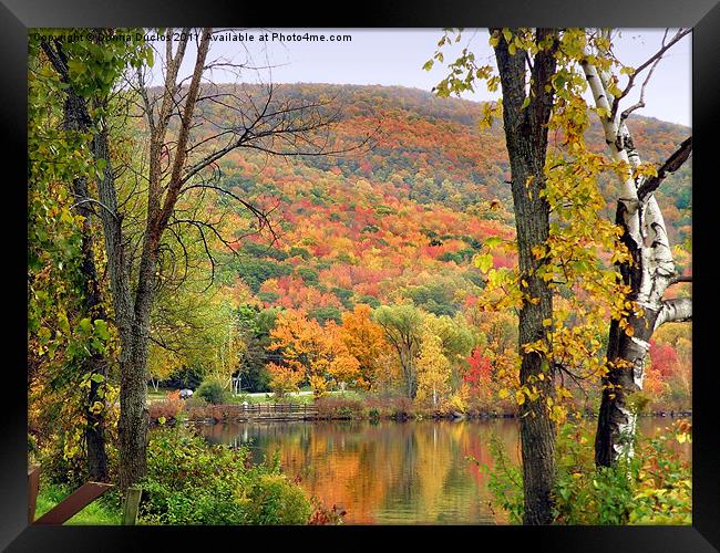 Fall colors Framed Print by Donna Duclos