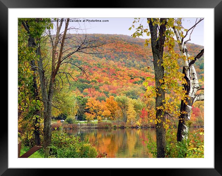 Fall colors Framed Mounted Print by Donna Duclos