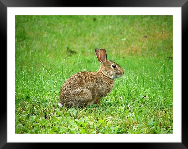 Wild Bunny Framed Mounted Print by Donna Duclos