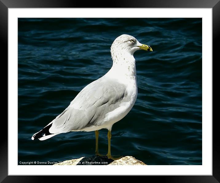 Stautesque Seagull Framed Mounted Print by Donna Duclos