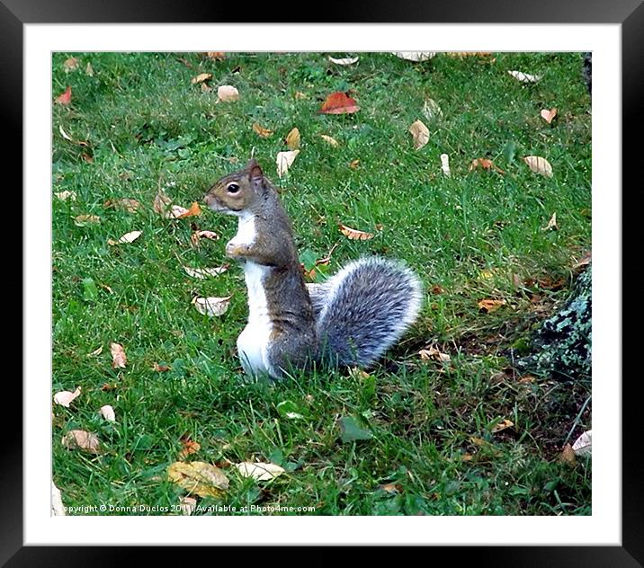 Who is that? Framed Mounted Print by Donna Duclos