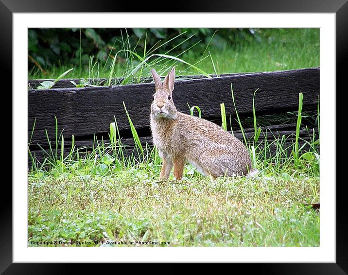 I see you! Framed Mounted Print by Donna Duclos