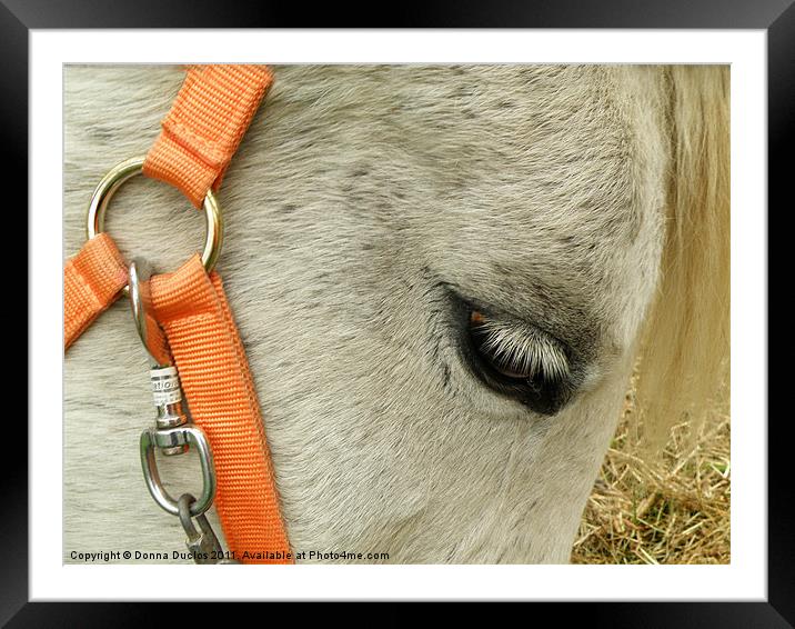 Pony rides Framed Mounted Print by Donna Duclos