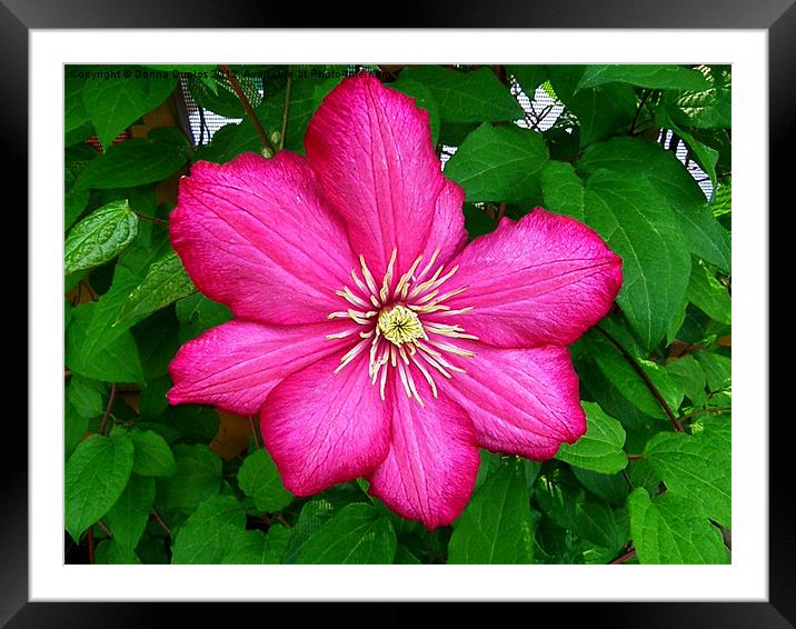 Lone Bloom Framed Mounted Print by Donna Duclos