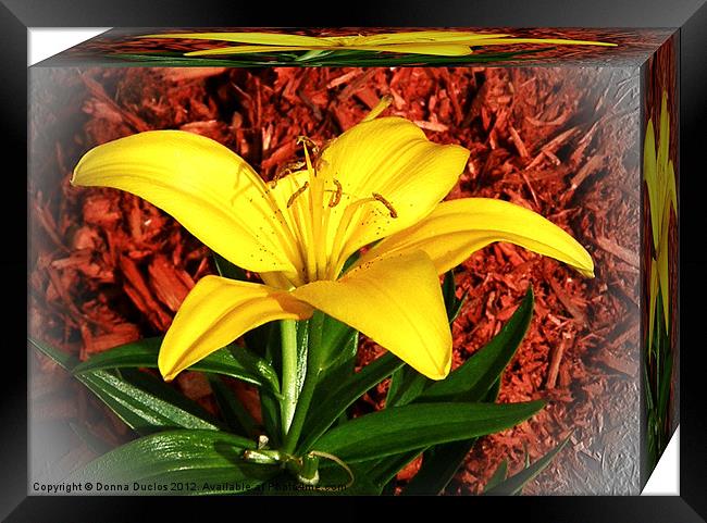 Yellow Lilly Framed Print by Donna Duclos