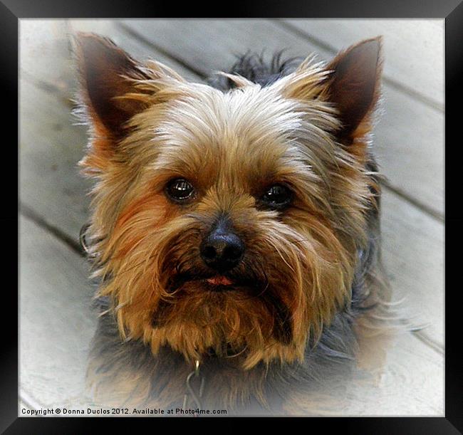 Teddy the Yorkie Framed Print by Donna Duclos