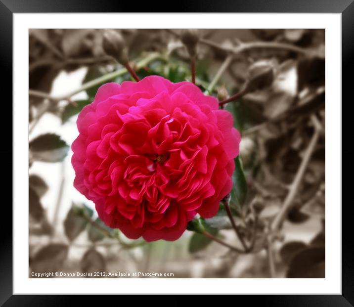 Red Red Rose Framed Mounted Print by Donna Duclos