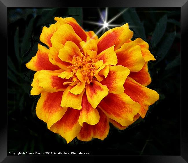 Yellow and Orange Framed Print by Donna Duclos