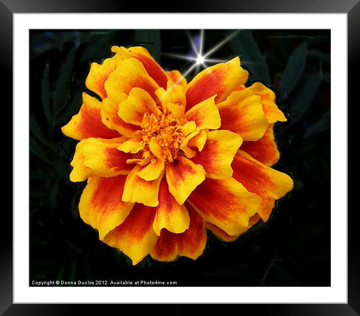 Yellow and Orange Framed Mounted Print by Donna Duclos