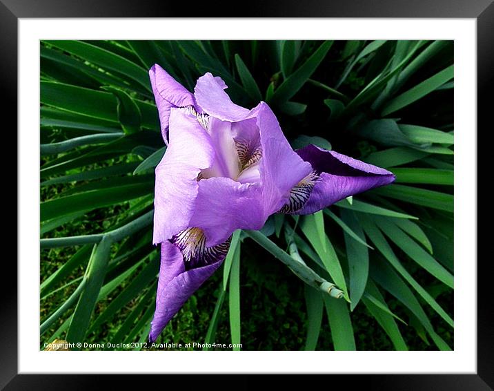 Purple Iris Framed Mounted Print by Donna Duclos